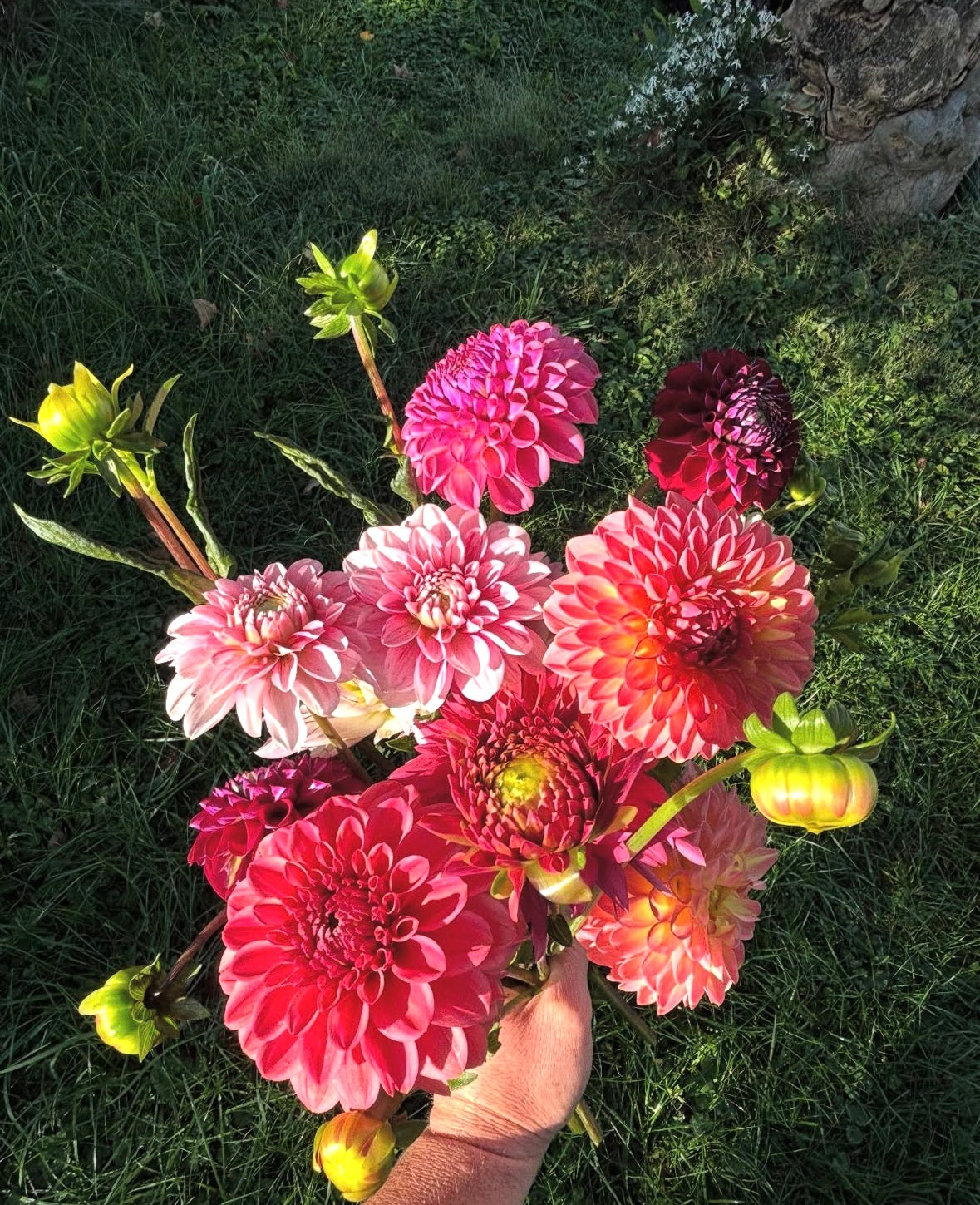 Bouquet of pink and red dahlias held by a hand on a grassy background